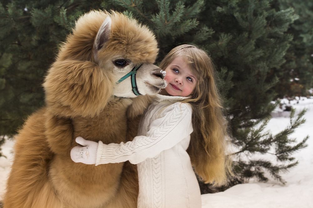 Поцелуй ламы