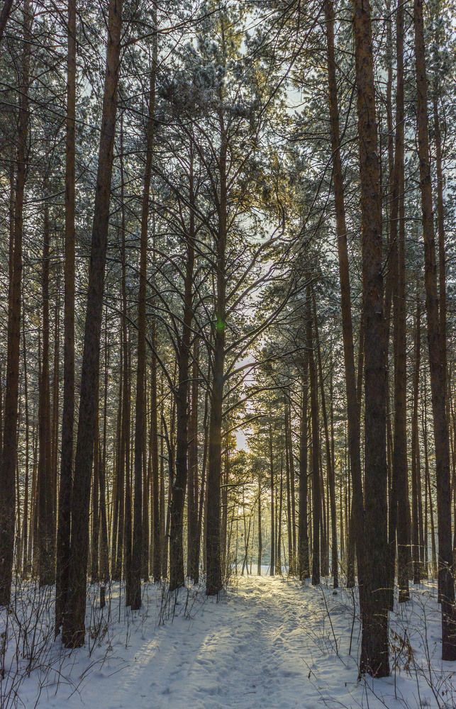 Сосновый бор