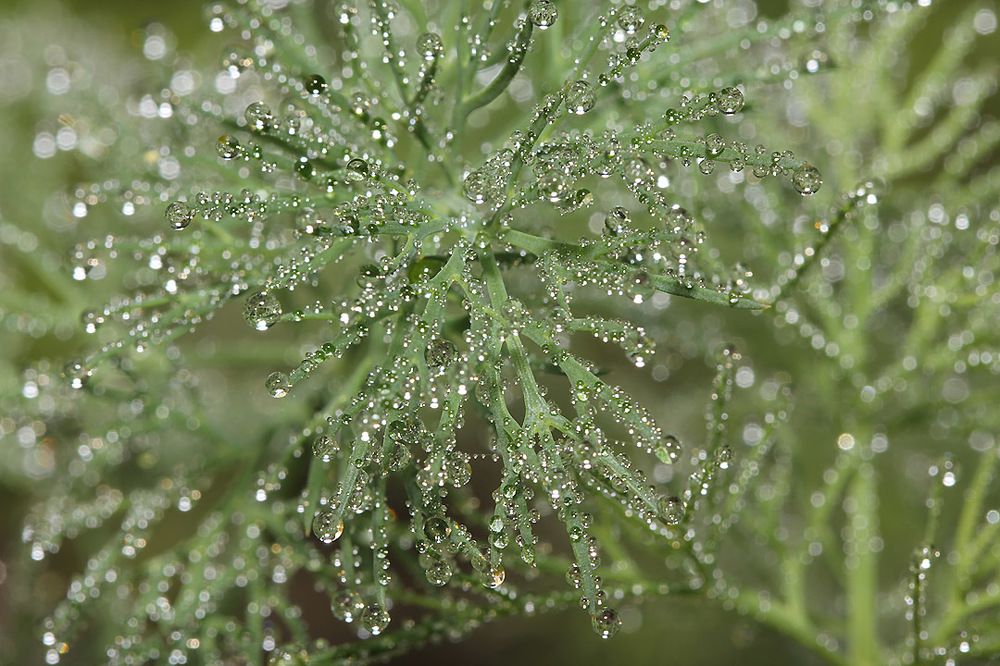 Веточка укропа