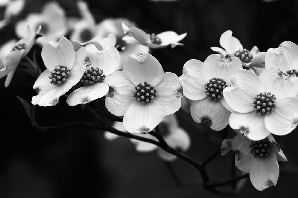 Black and white flowers