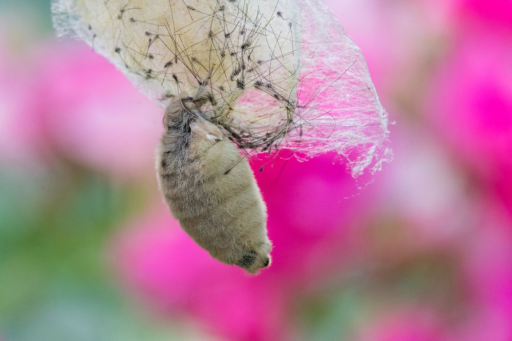 Кистехвост Античный