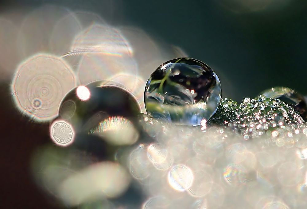 Утро капусты