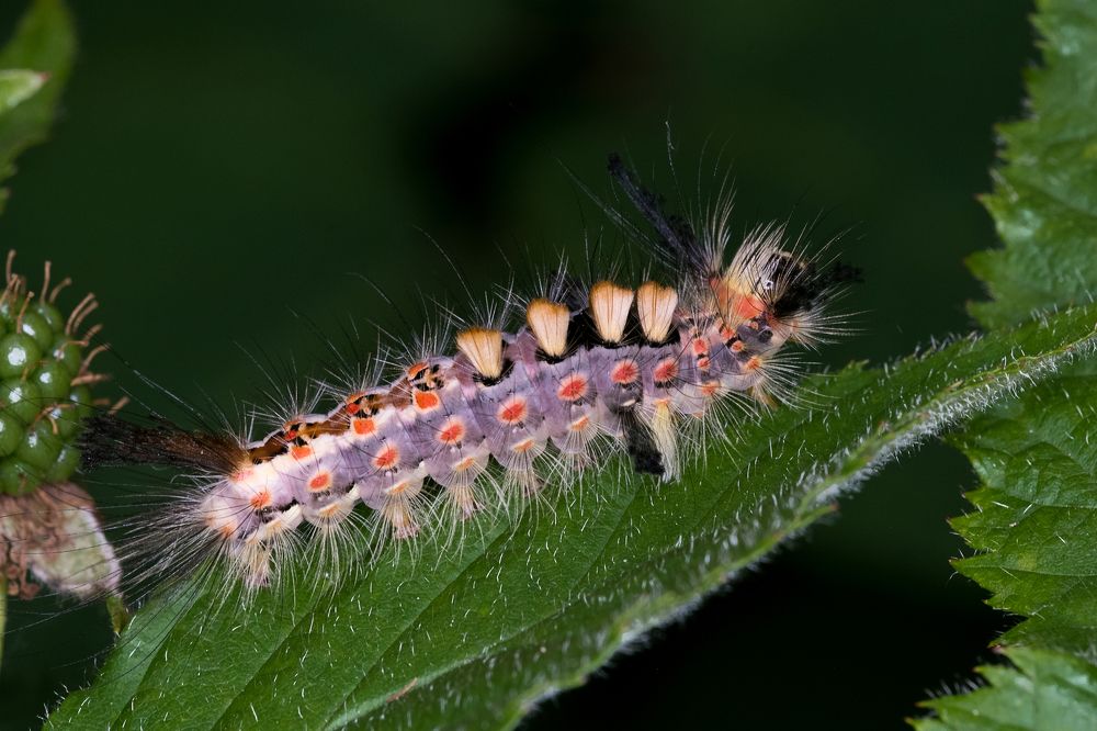 Маленький дракон
