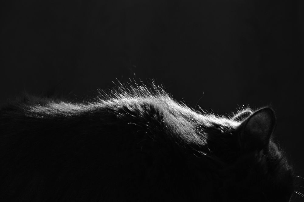 На границе света и тени