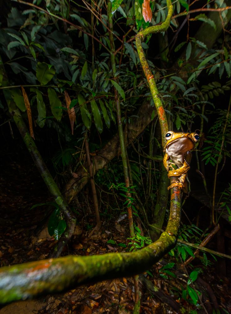 Welcome to the Jungle