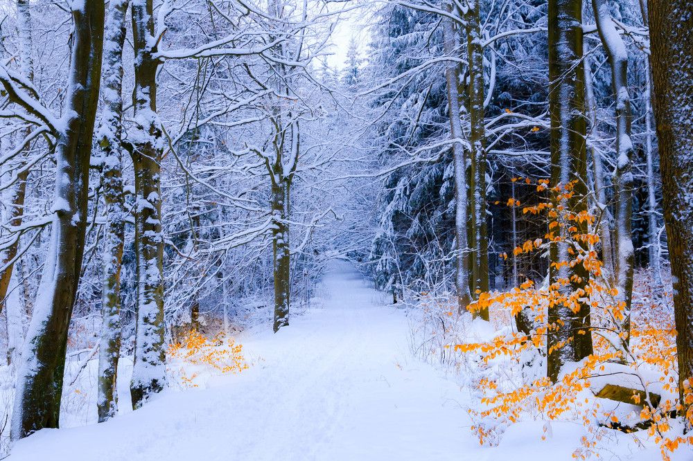 зимняя тропа
