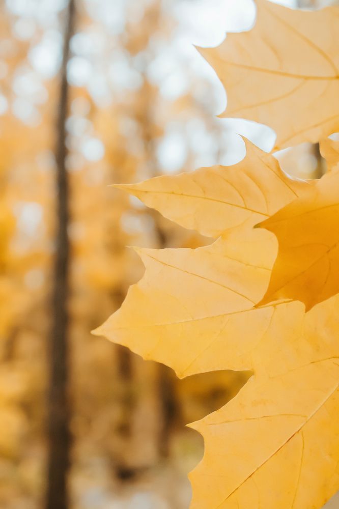 Листва. Золотая осень