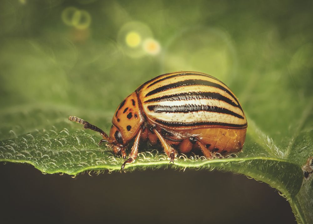 Leptinotarsa decemlineata