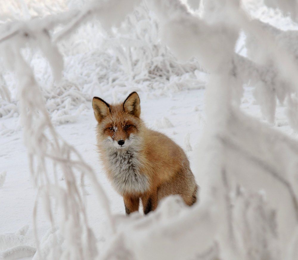 В снежной рамочке.