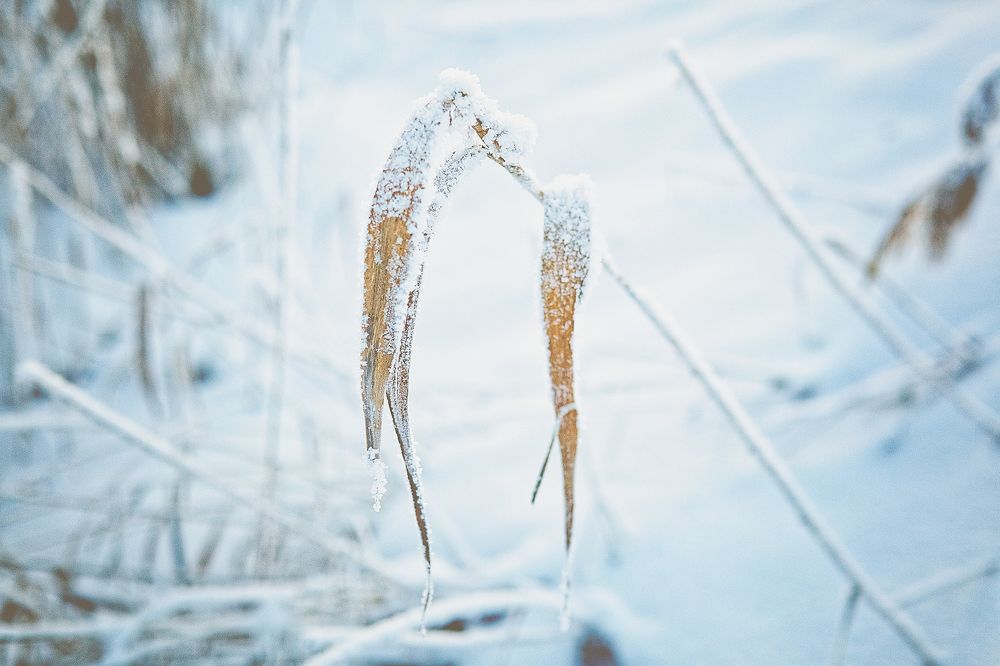 Морозный вечер