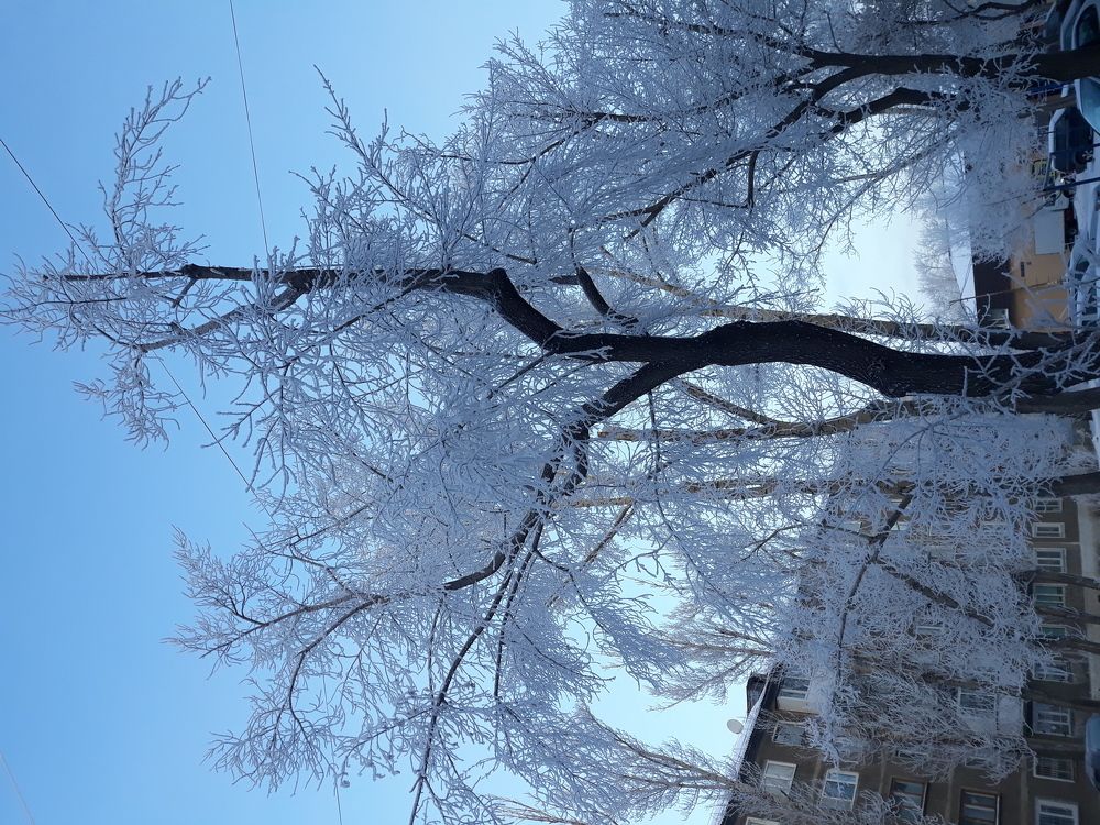 Зимняя красавица