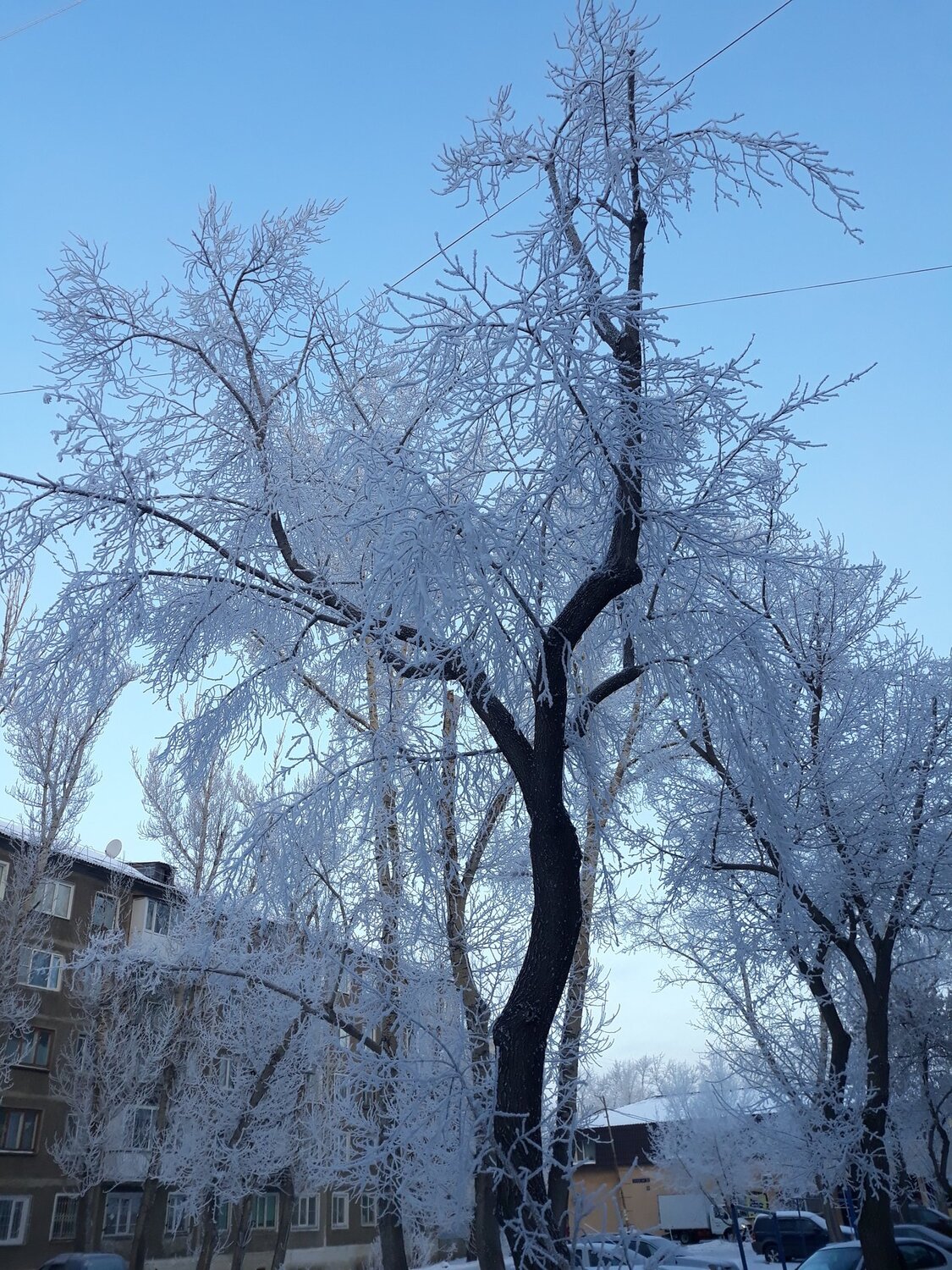 Зимняя красавица