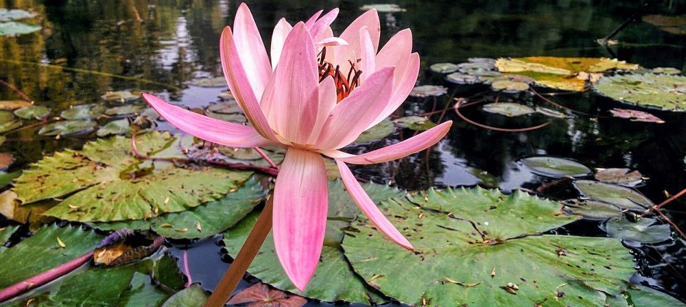 Lotus flower