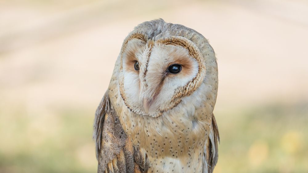 Tyto Alba