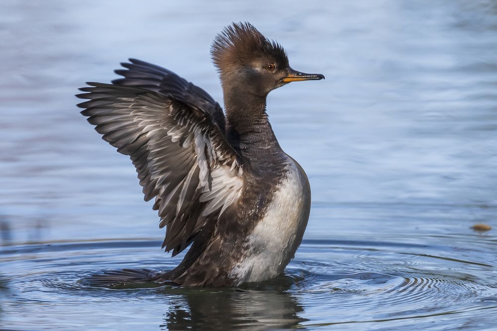 Wildlife Photography