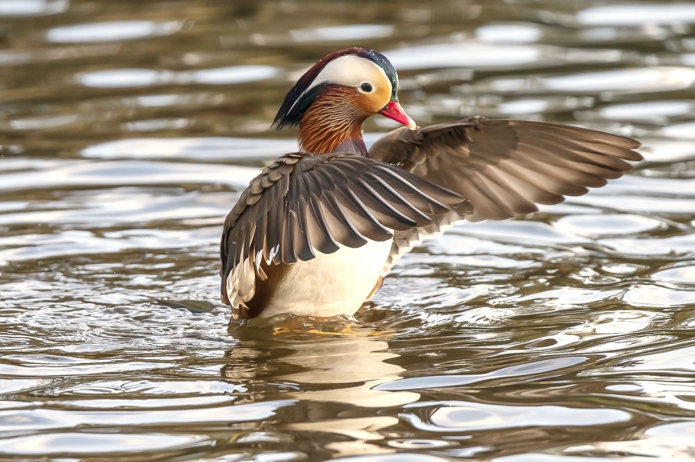 Mandarin Duck