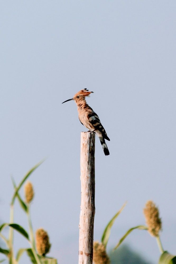 Hoopoe