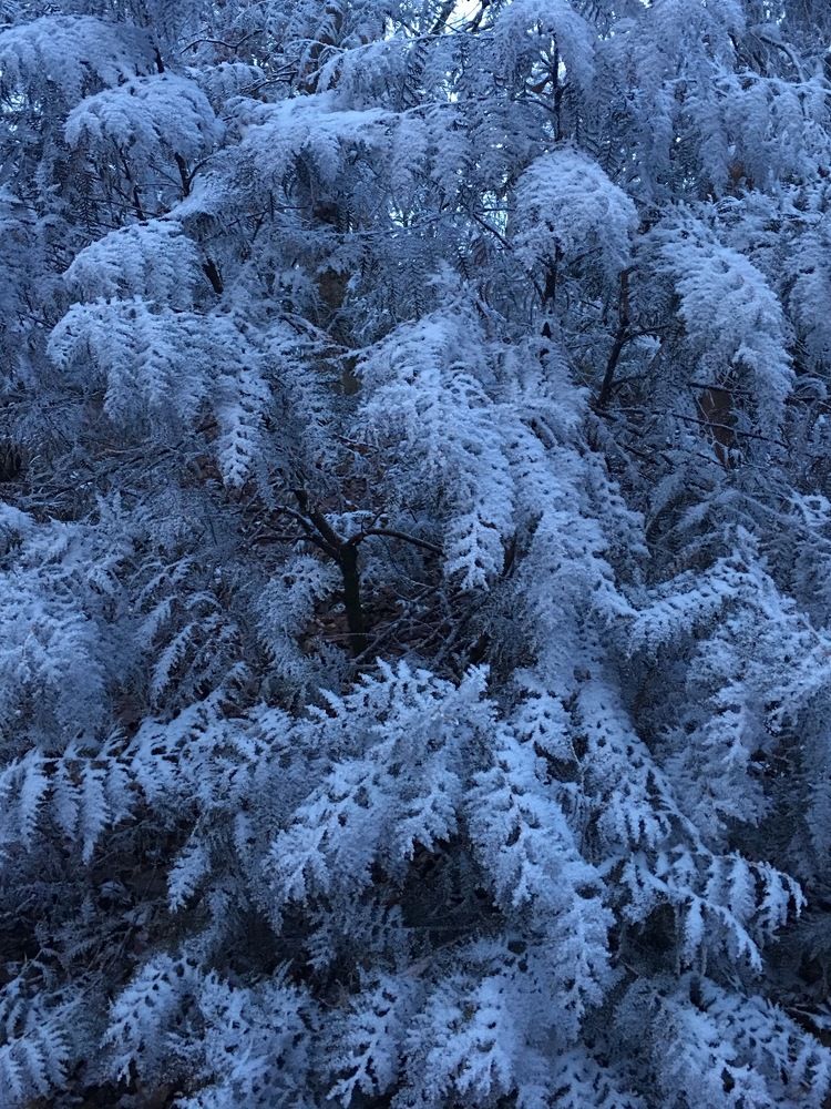 Зимним утром