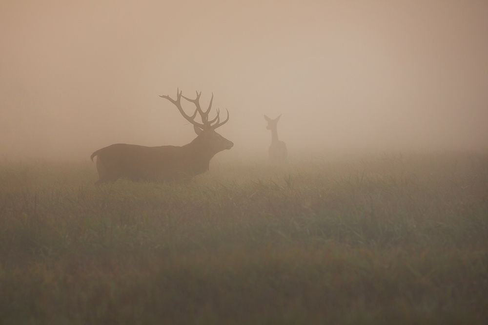 Она уходила в рассвет