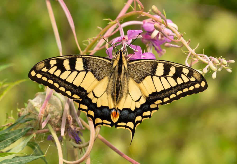Махаон (Papilio machaon)