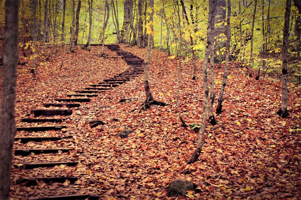 Sonbaharın renkleri