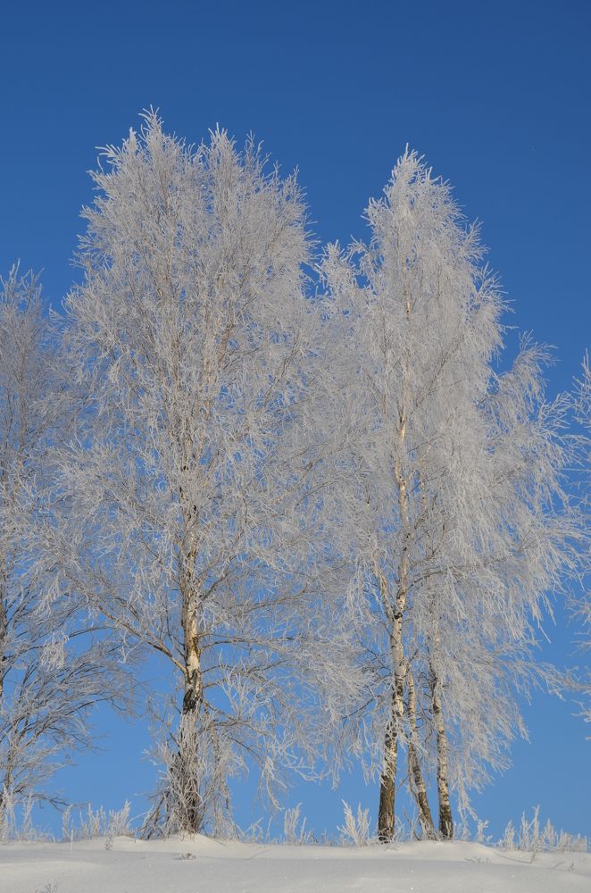 Русские березки