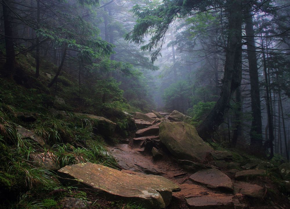 Лесная тропа