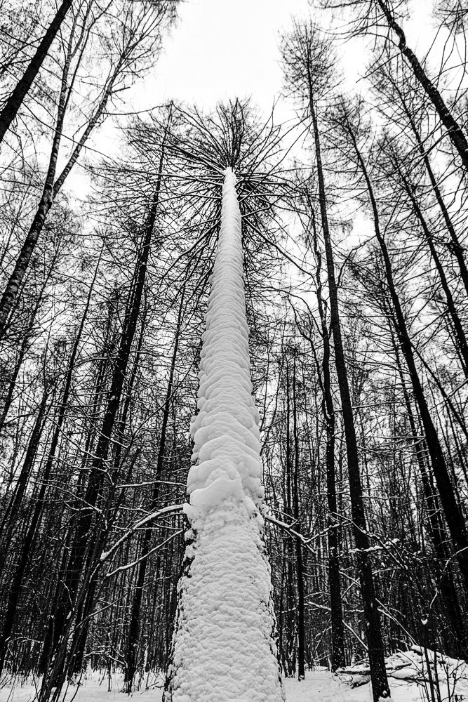 белая ворона