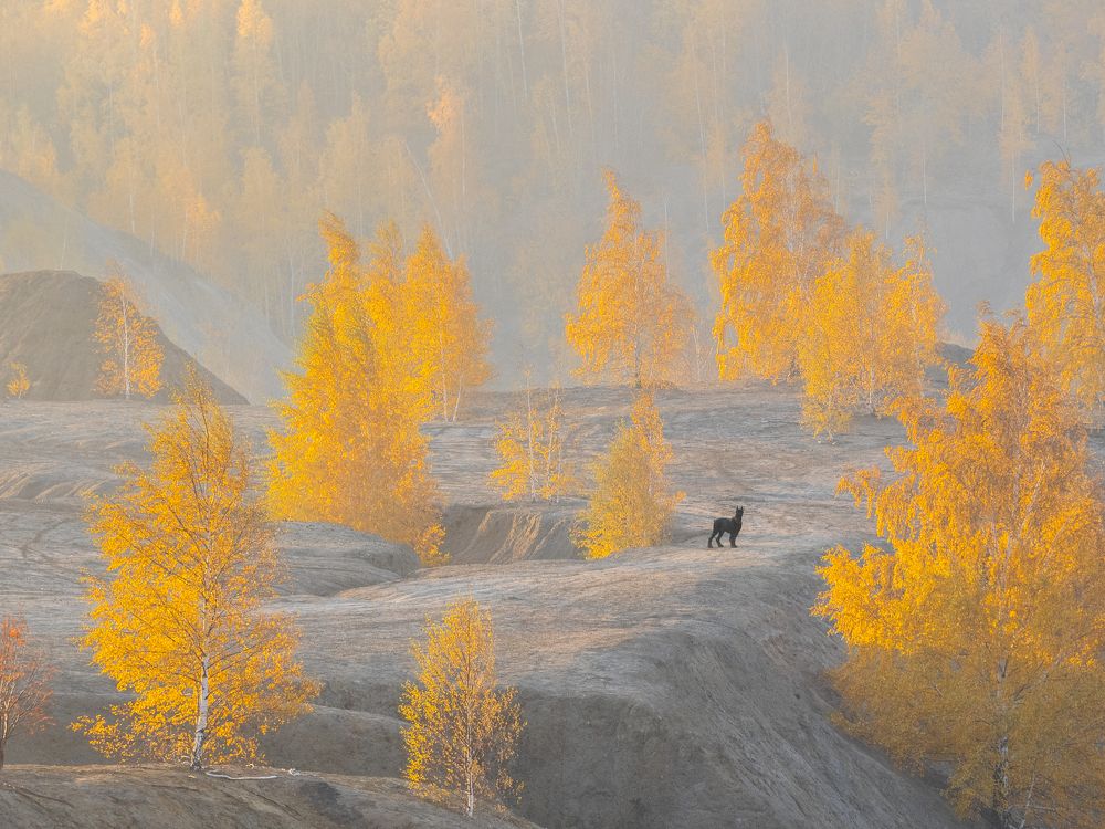 Собака в осени