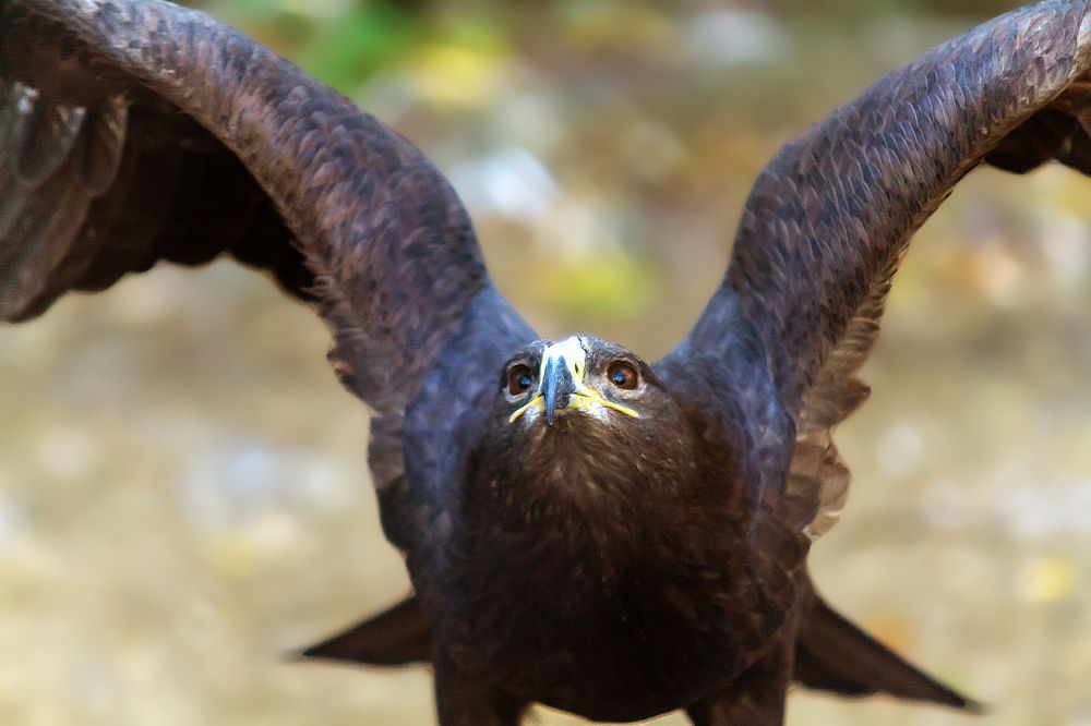 Степной орёл.