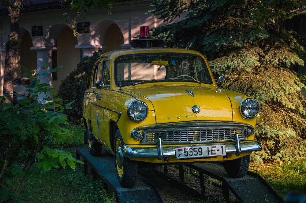 Жёлтый шершень