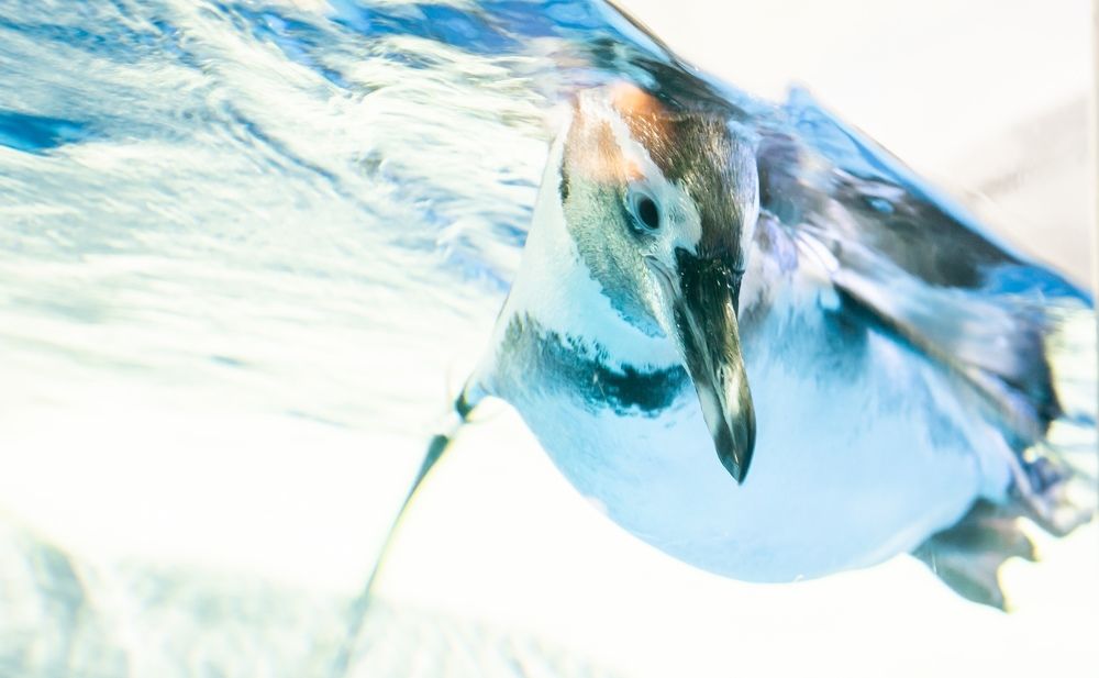 Пингвинная непосредственность