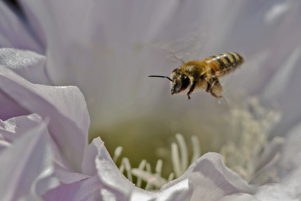 bee