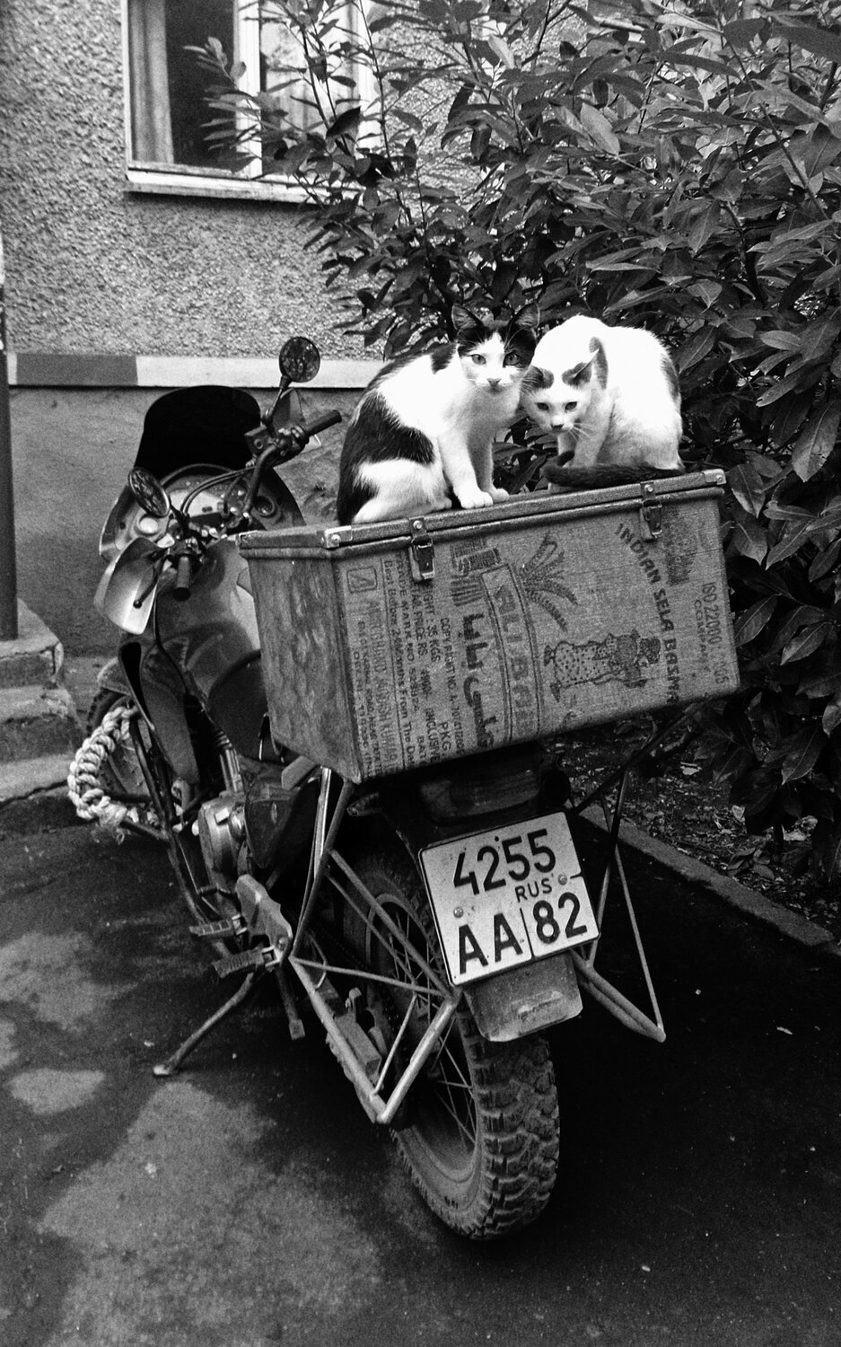 Коты