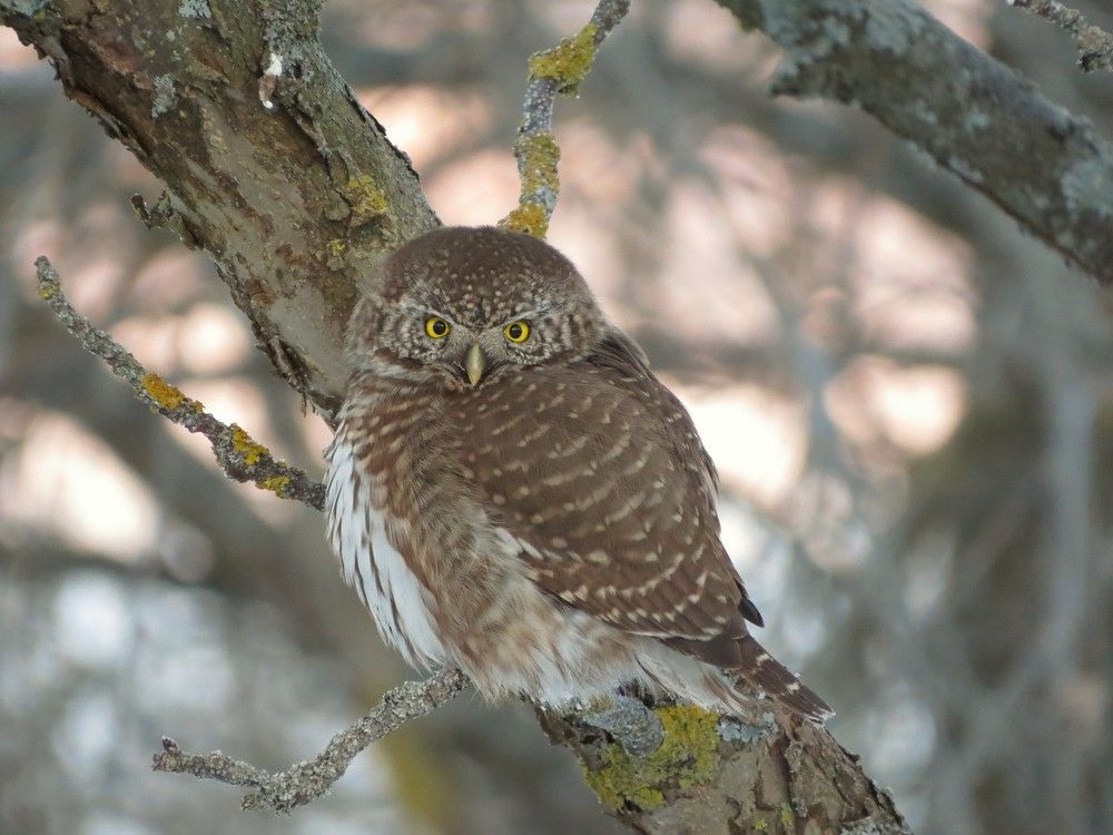 Воробьиный сыч