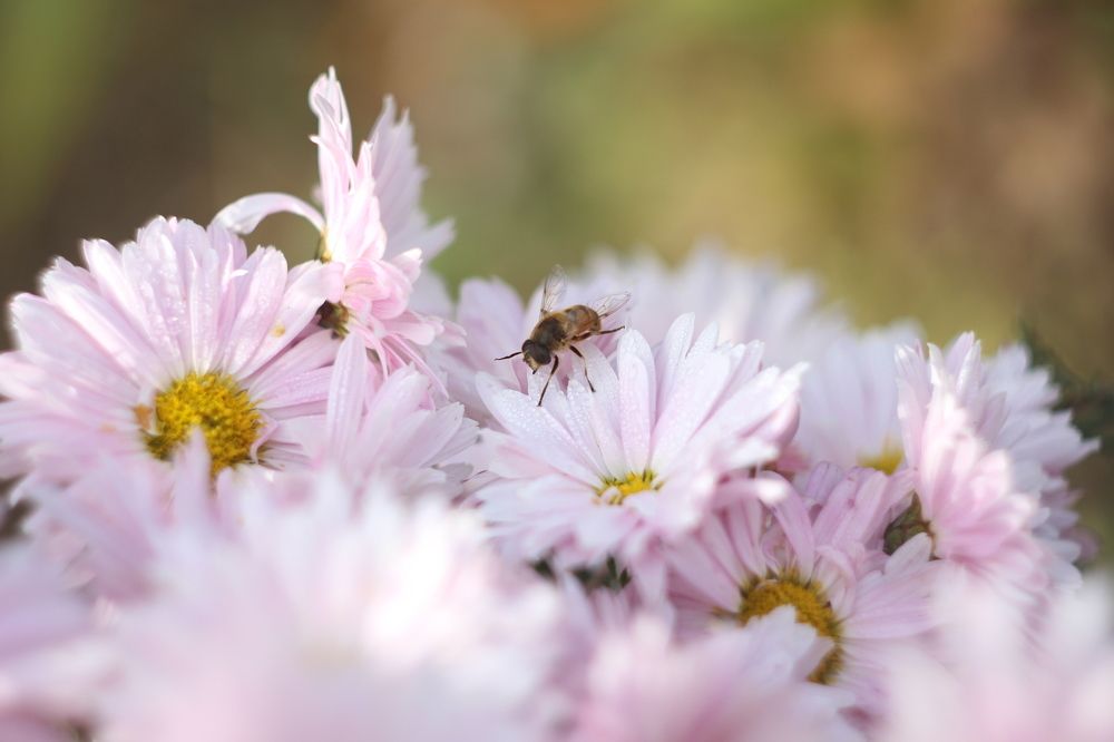 Розовый мир