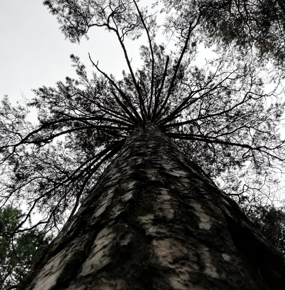 Корни снизу - корни сверху