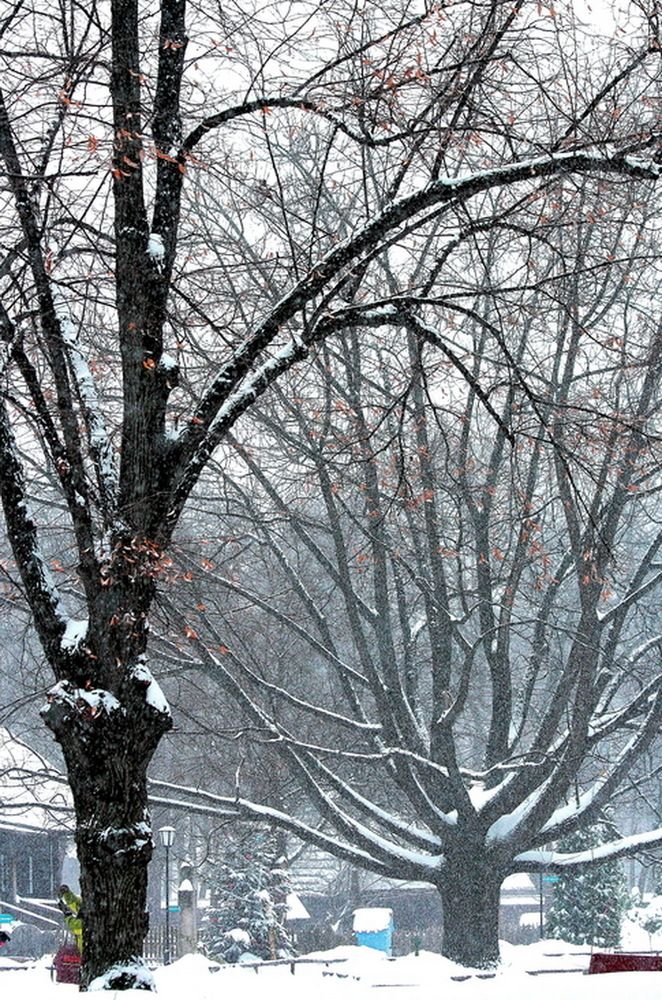 Alone Between the Snow