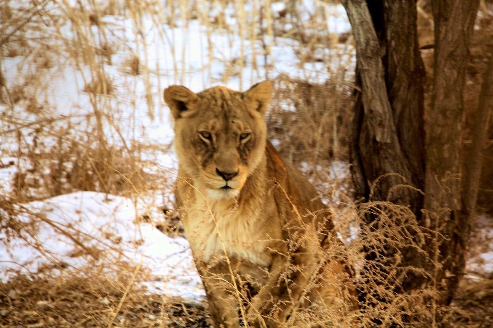 Wild animals in winter