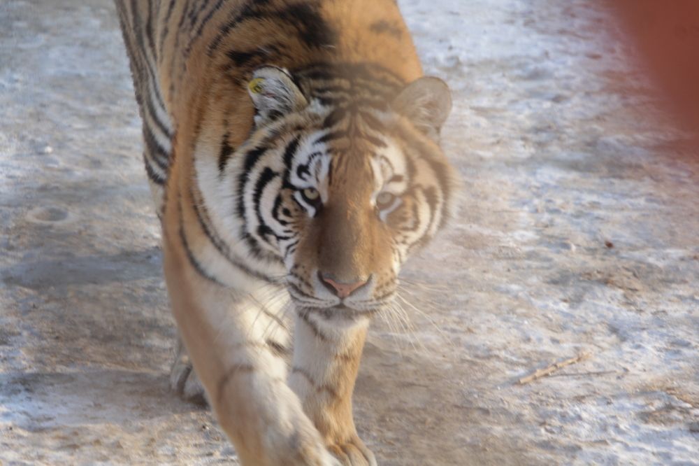 Wild animals in winter