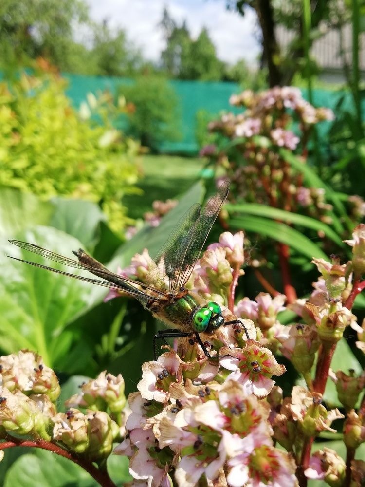 Nature