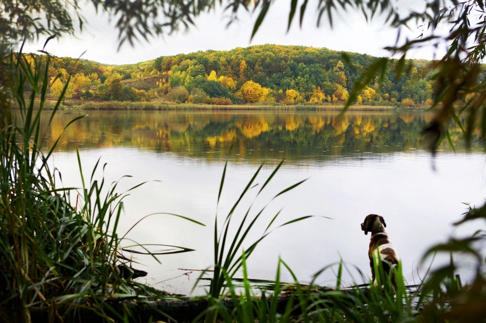 Окно в природу.