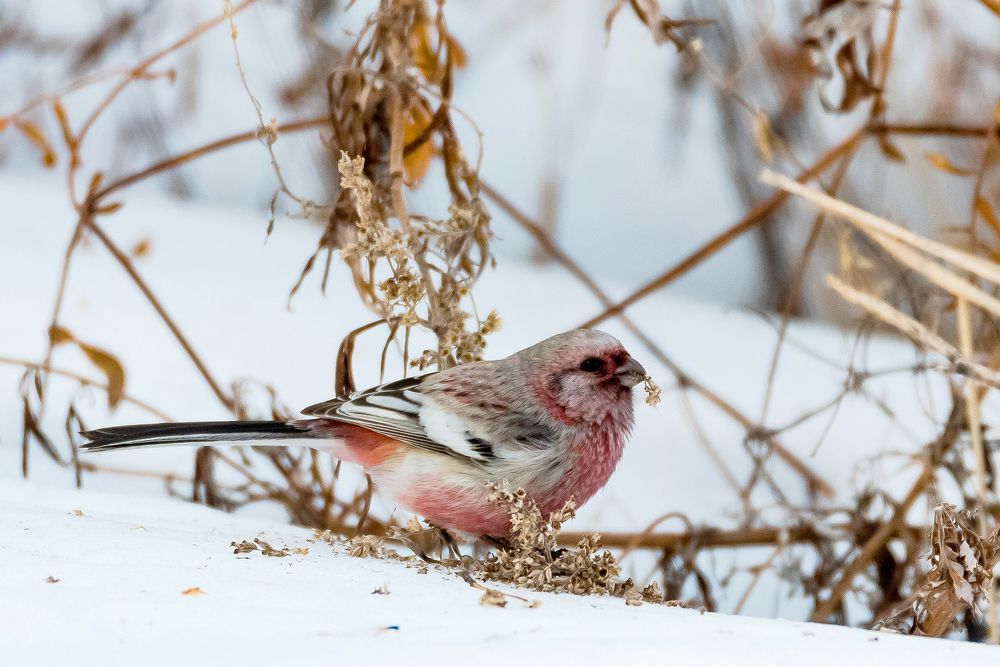 Красное на белом