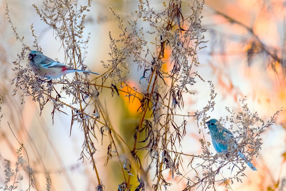 Семейная пара