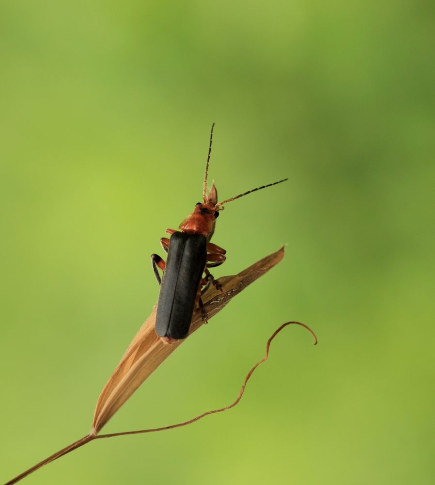 Photograph by Елена Красавина