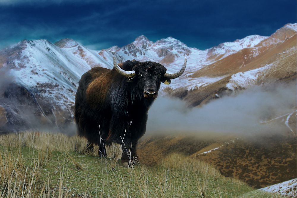 Yak grazing in the Kyrgyzstan mountains