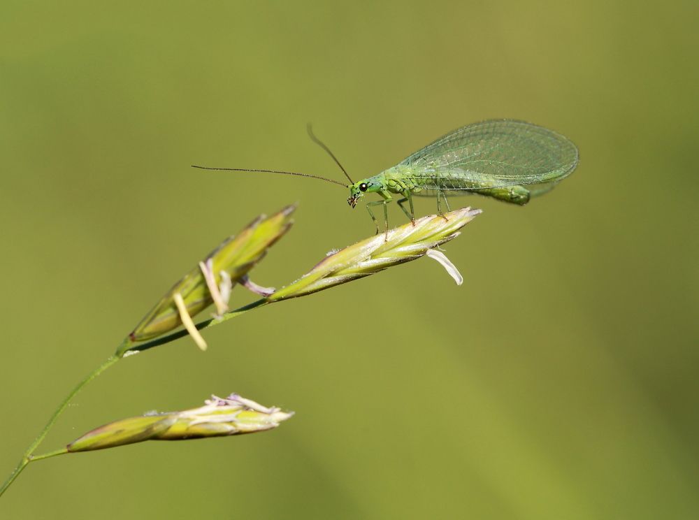 Photograph by Елена Красавина