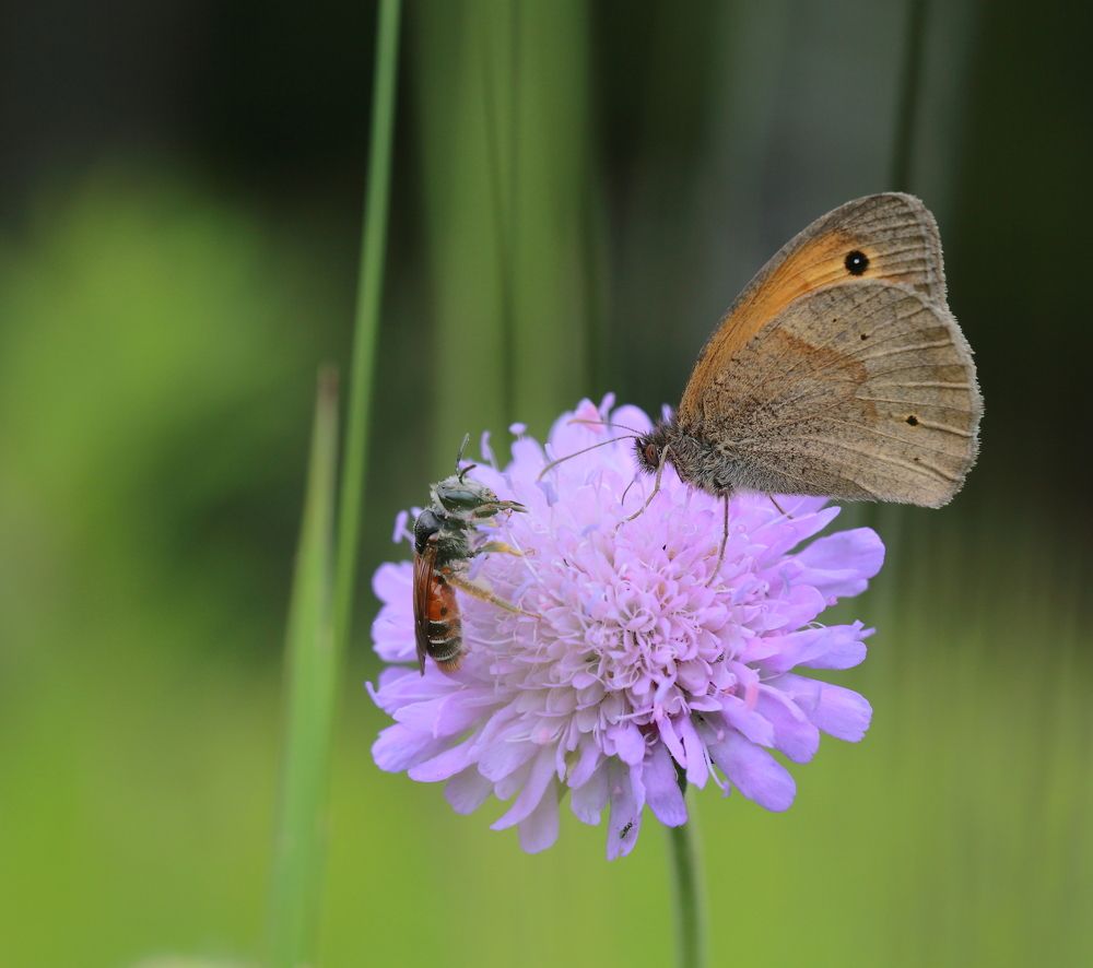 Photograph by Елена Красавина