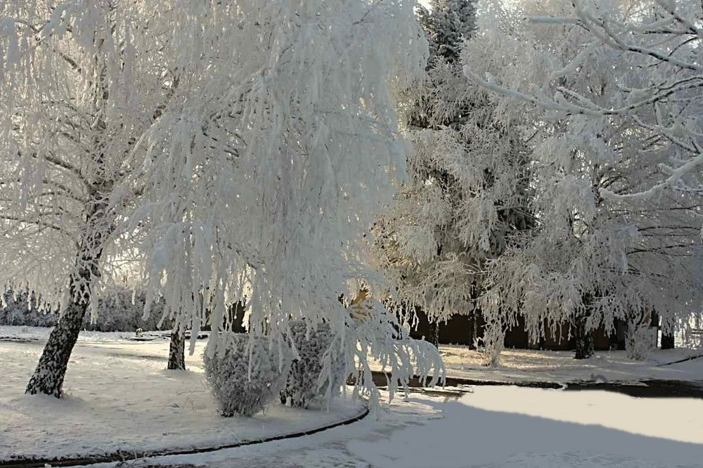 Drveće na planinini Kopaonik