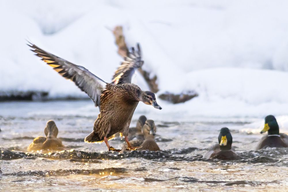 Зимовка Уток